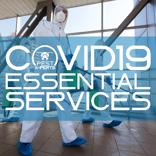 covid19